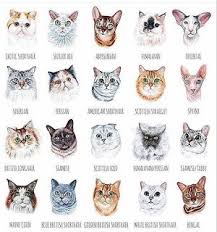 Ayvalikli Kedi Findik Ve Sevimli Dostlar Kedi Cinsleri Hayvan Bilimi Kedi Kedi Sanati