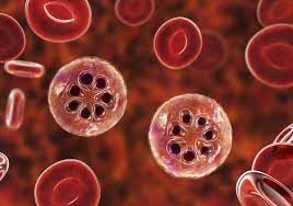 Setelah gigitan nyamuk tersebut, parasit masuk ke dalam tubuh dan menempati organ hati, di mana parasit dapat tumbuh dan berkembang biak. Malaria Parasites Biological Clocks Coordinate Cell Destruction The Scientist Magazine