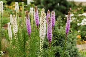 Maybe you would like to learn more about one of these? Liatris Spicata Gayfeather