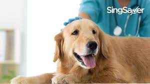 Animal clinics in singapore for dogs & cats, rabbits hamsters, other animals and wildlife. Guide To Vet Clinics And Its Costs To Treat Your Pets Singsaver