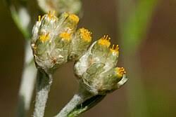 Image result for Philyrophyllum schinzii
