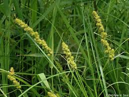 Image result for Carex echinochloe