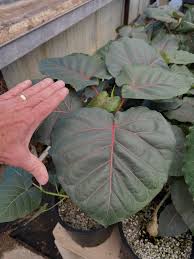 Image result for Justicia petiolaris