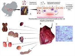 Image result for Monosis