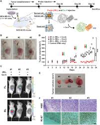 Also find local time clock widget for malaysia. Self Luminescent Photodynamic Therapy Using Breast Cancer Targeted Proteins Science Advances