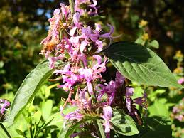 Image result for Hypoestes aristata