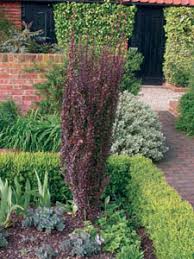 Growing as a deep purple, narrow column, 'helmond pillar' barberry is a versatile landscape plant. Barberry Helmond Pillar Earl May Nursery And Garden Centers New