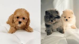 One good way to tell is to observe when your dog vomits. Why Is My Dog Vomiting White Foam Puppies Club
