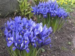 Iris Reticulata Zwergiris Netzblattiris Gartenstauden Stauden Staudengarten