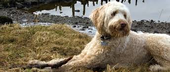 Labradoodle puppies for sale, labradoodle dogs for adoption and labradoodle dog breeders. Tora S Australian Labradoodles Pricing Labradoodle Pups For Sale