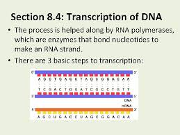 Identifying dna as the genetic material (8.1) a. Chapter 8 From Dna To Proteins Section 8