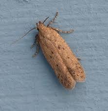 Image result for Bryotropha similis