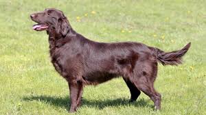 They are a sensitive breed and very responsive to. Flat Coated Retriever Hunde Info De