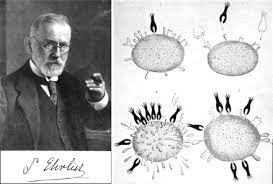 Paul ehrlich was born into a comfortable, lively household in a country town in prussian silesia, about twenty miles south of breslau (now wrocław, poland). Drpaulehrlich Side Chain Theory Rheumatic Diseases Disease Theories