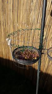 Bird Feeder For Large Birds Wild Bird Feeder Guardian Made From Chicken Wire Keeps The Large Annoying Birds Out And Allows The Smaller Ones A Wild Bird Feeders Wild Birds Bird Feeders