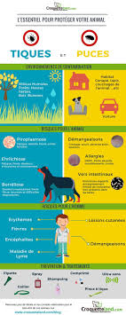Infographie L Essentiel Sur Les Puces Et Les Tiques Puces Chien Nourriture Chien Les Tiques