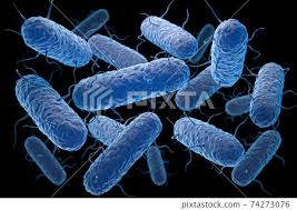 Image result for Enterobacteriaceae