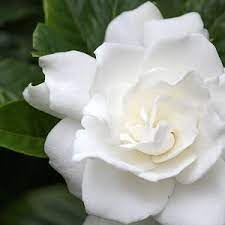 Hardy Gardenia Varieties Gardenia Plant Fragrant Flowers Flower Aesthetic