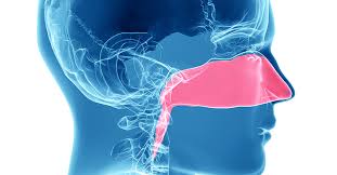 Learn the causes and consequences of anosmia. Baton Rouge Anosmia Ent Specialists Of Louisiana