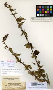 Image result for Ocimum lamiifolium