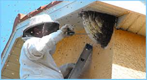 They have smooth, shiny bodies whereas bees have a furry texture. Bee And Wasp Removal In Burlington Oakville Hamilton Pest Control