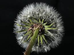 Maybe you would like to learn more about one of these? Sepals Chalice Seeds Sepal Plant White Reverse Garden Flowering Flower Dandelion Pikist