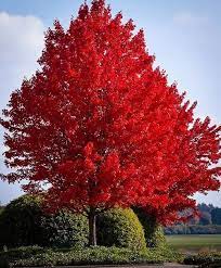 Red Maple Trees Acer Rubrum For Sale Save 80 Direct Fast Growing Shade Trees Red Maple Tree American Red Maple Tree