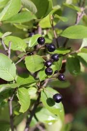 Image result for Lannea asymmetrica