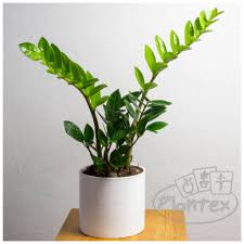 Image result for Zamiokulkas Zamioculcas