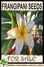 Pin On Plants For Sale