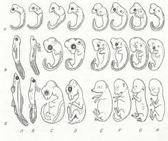 Biogenetic law, embryological parallelism), heute im deutschen sprachraum nur mehr als biogenetische grundregel oder als rekapitulationstheorie (eng. Http Www Max Stirner Archiv Leipzig De Dokumente Loether Werden Pdf