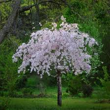 These flowering weeping trees are customizable and available in all plant varieties. White Weeping Cherry Tree Weeping Cherry Tree Small Trees Trees For Front Yard