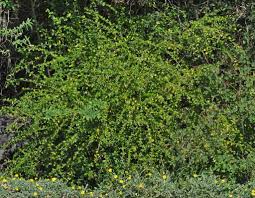 Image result for Coddia rudis