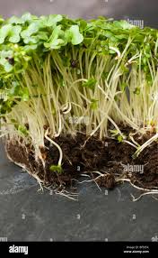 Image result for Lepidium sativum