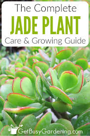 This cultivar is very similar to 'gollum jade', but while 'gollum jade' has nearly tubular leaves, the leaves of 'hobbit jade' are curled back around. Jade Plant Care Tips How To Grow Take Care Of A Jade Succulent