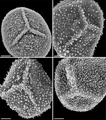 Image result for Polyphlebium