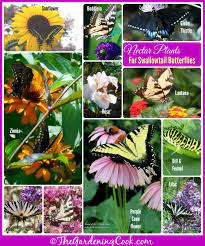 Learn vocabulary, terms and more with flashcards, games and other study tools. Swallowtail Nectar Plants Add These To Attract Swallowtails