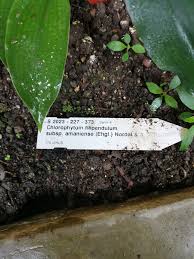 Image result for Chlorophytum filipendulum