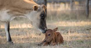 Maybe you would like to learn more about one of these? Mother Cow Hides Newborn Baby To Protect Her From Farmer The Dodo