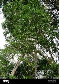 Image result for Rauvolfia mannii