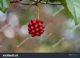 Image result for Ixora longipedunculata