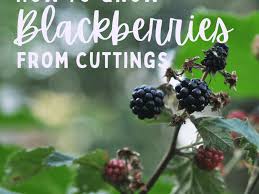 Find blackberry thornless from a vast selection of plants & seedlings. Blackberry Plants How To Grow And Propagate Dengarden