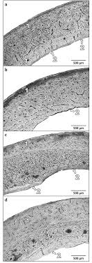 Confocal microscopy of fibroblast cells. Microscopic Structure Of Compact Bone Tissue In Rabbits From All Download Scientific Diagram