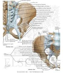 Pelvic skeleton includes two hip bones, sacrum and coccyx. Bones And Ligaments Of Pelvis
