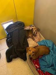 Our rescues are placed into foster homes until they are. 760 Bonded Pairs Ideas In 2021 Adoption Pets Pet Adoption