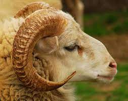 صور خروف العيد صور خروف للعيد عيد الاضحى عيد الكبير العيد الحج 2020 2021 1442 Animals Sheep Cow