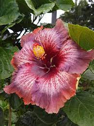 Hibiscus Flower And Their Parts Hibiscus Hibiscus Hibiscus Flowers Amazing Flowers