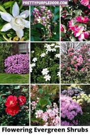 Please check with your local extension office for more information, because where you live can affect how and when you grow plants. 650 Plants Trees Flowers Shrubs Zone 6 Dog Safe Ideas In 2021 Plants Shrubs Dog Safe