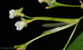 Image result for Marantochloa leucantha