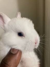 Ill have 8 baby rabbits for sale here soon. $30-$40 for each. Pet or meat  locker.